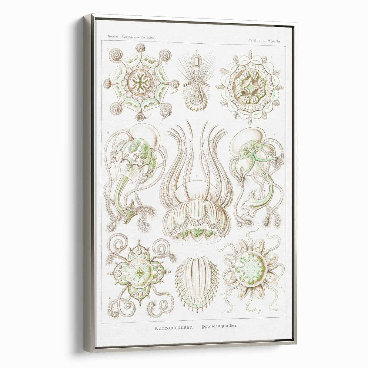 Modern Wall Art - Intricate Jellyfish Scientific Illustration in Green