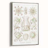Modern Wall Art - Intricate Jellyfish Scientific Illustration in Green