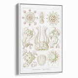 Modern Wall Art - Intricate Jellyfish Scientific Illustration in Green