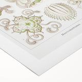 Modern Wall Art - Intricate Jellyfish Scientific Illustration in Green