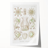 Modern Wall Art - Intricate Jellyfish Scientific Illustration in Green