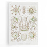 Modern Wall Art - Intricate Jellyfish Scientific Illustration in Green