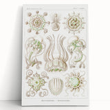 Modern Wall Art - Intricate Jellyfish Scientific Illustration in Green