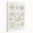 Modern Wall Art - Intricate Jellyfish Scientific Illustration in Green