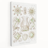 Modern Wall Art - Intricate Jellyfish Scientific Illustration in Green