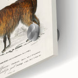 Romanticism Art: Alpaca & Antelope Historic Illustration Canvas Print