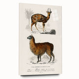 Romanticism Art: Alpaca & Antelope Historic Illustration Canvas Print