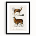 Romanticism Art: Alpaca & Antelope Historic Illustration Canvas Print
