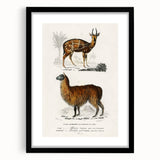 Romanticism Art: Alpaca & Antelope Historic Illustration Canvas Print
