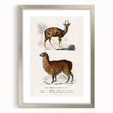 Romanticism Art: Alpaca & Antelope Historic Illustration Canvas Print