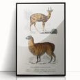 Romanticism Art: Alpaca & Antelope Historic Illustration Canvas Print