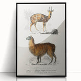 Romanticism Art: Alpaca & Antelope Historic Illustration Canvas Print