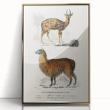 Romanticism Art: Alpaca & Antelope Historic Illustration Canvas Print