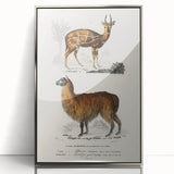 Romanticism Art: Alpaca & Antelope Historic Illustration Canvas Print