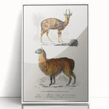 Romanticism Art: Alpaca & Antelope Historic Illustration Canvas Print