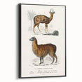 Romanticism Art: Alpaca & Antelope Historic Illustration Canvas Print