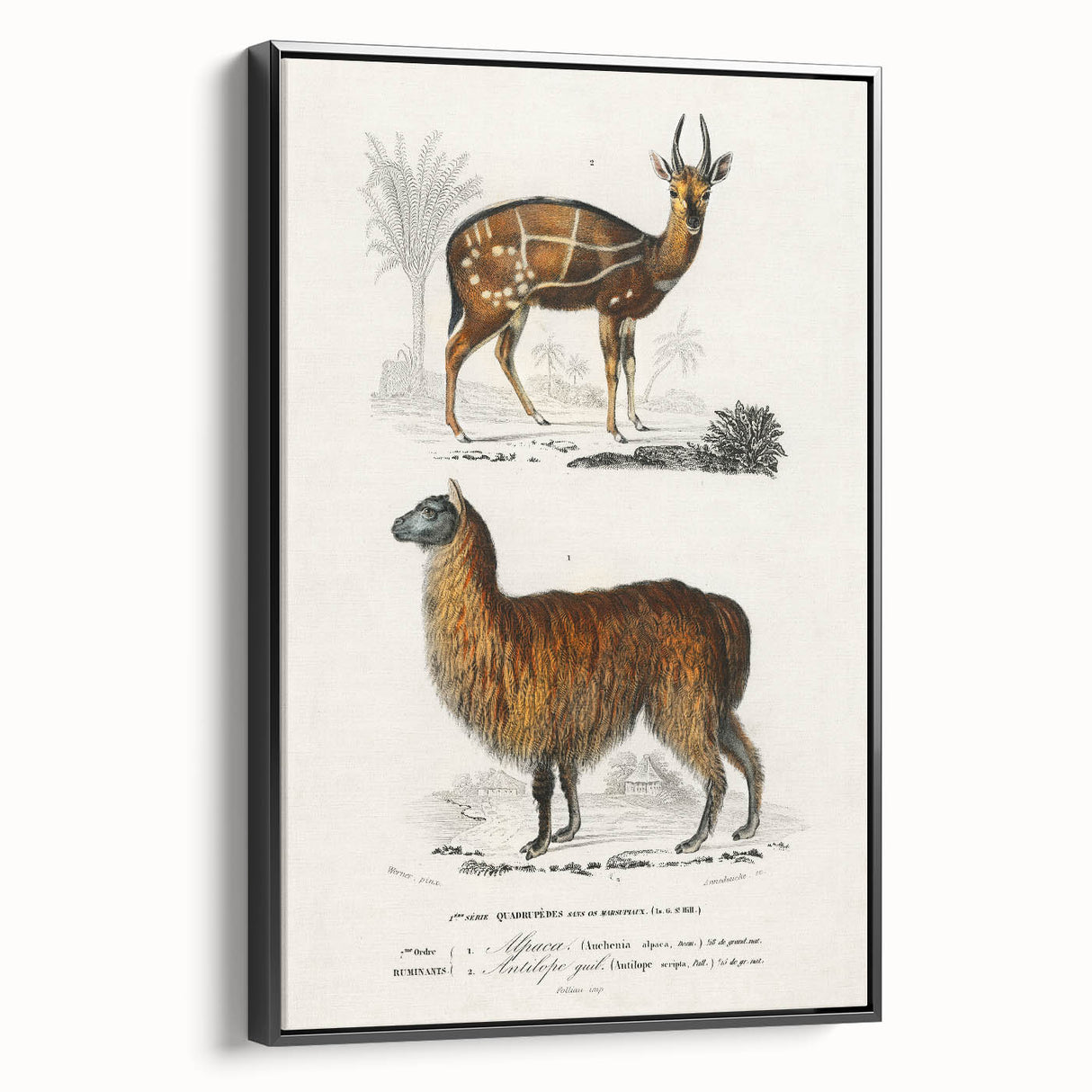 Romanticism Art: Alpaca & Antelope Historic Illustration Canvas Print
