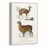 Romanticism Art: Alpaca & Antelope Historic Illustration Canvas Print