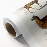 Romanticism Art: Alpaca & Antelope Historic Illustration Canvas Print