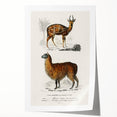 Romanticism Art: Alpaca & Antelope Historic Illustration Canvas Print