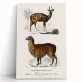 Romanticism Art: Alpaca & Antelope Historic Illustration Canvas Print