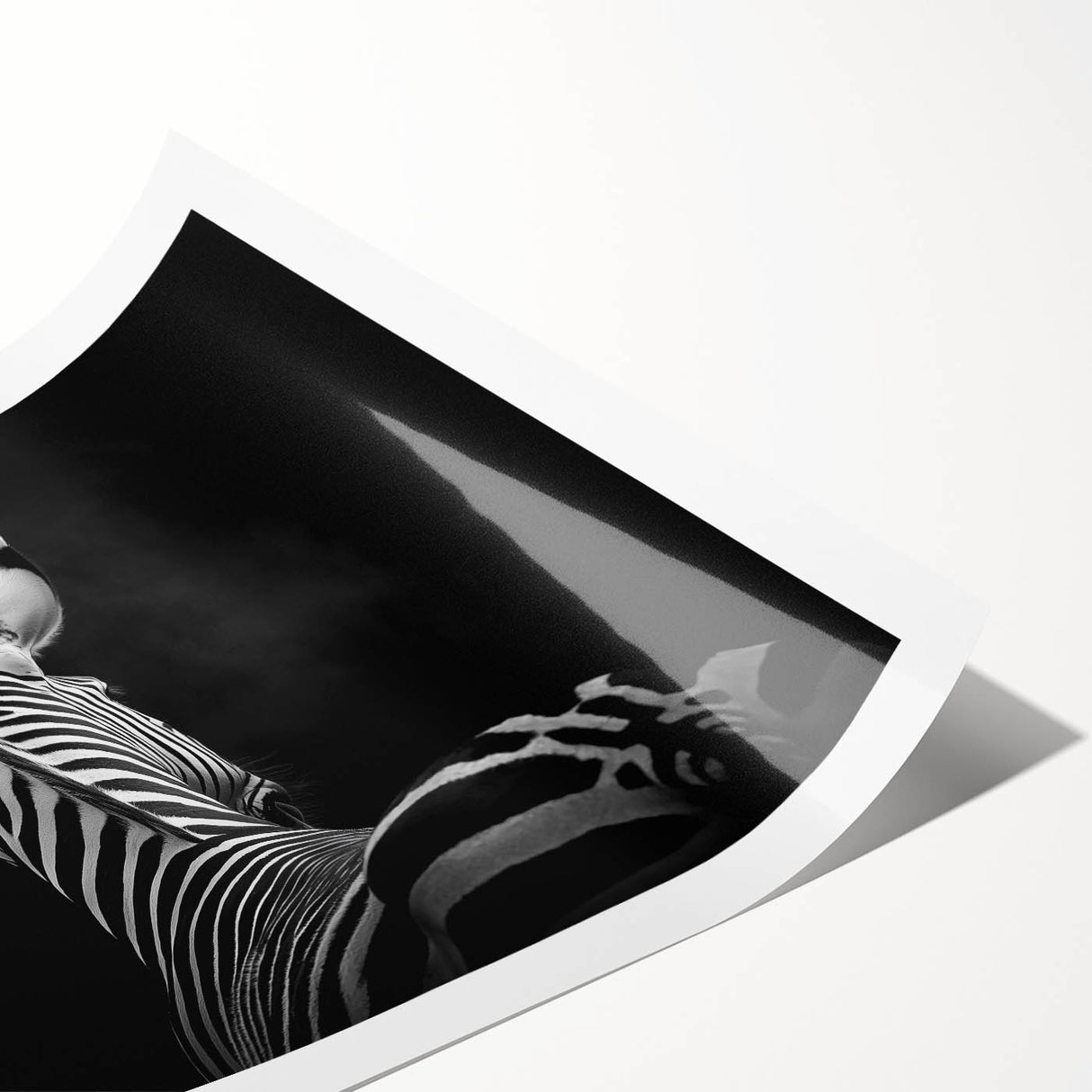 Rolled canvas print showcasing vibrant animal designs with intricate details, elegantly packaged in a protective cardboard tube for safe shipping and display.