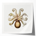 Modern Wall Art - Intricate Vintage Octopus Marine Life Illustration