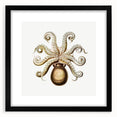 Modern Wall Art - Intricate Vintage Octopus Marine Life Illustration