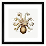 Modern Wall Art - Intricate Vintage Octopus Marine Life Illustration