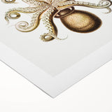 Modern Wall Art - Intricate Vintage Octopus Marine Life Illustration
