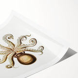 Modern Wall Art - Intricate Vintage Octopus Marine Life Illustration