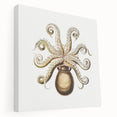 Modern Wall Art - Intricate Vintage Octopus Marine Life Illustration