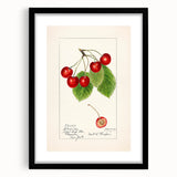 Extra large abstract art print featuring vibrant, colorful fruit motifs on a textured canvas, framed in black.