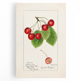 Black and white still life of assorted fruits on a stretched canvas, ideal for kitchen wall art.