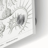 Modern Wall Art Print - Spyroidea by Ernst Haeckel - Scientific Art Decor