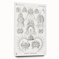 Modern Wall Art Print - Spyroidea by Ernst Haeckel - Scientific Art Decor