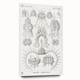 Modern Wall Art Print - Spyroidea by Ernst Haeckel - Scientific Art Decor