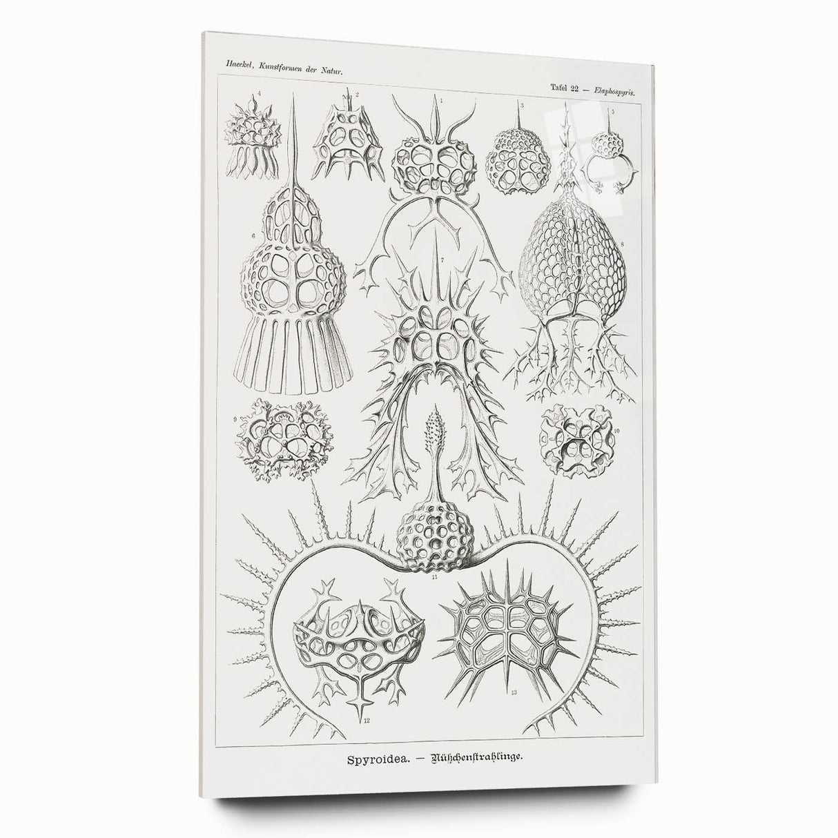 Modern Wall Art Print - Spyroidea by Ernst Haeckel - Scientific Art Decor
