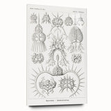 Modern Wall Art Print - Spyroidea by Ernst Haeckel - Scientific Art Decor