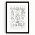 Modern Wall Art Print - Spyroidea by Ernst Haeckel - Scientific Art Decor