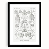Modern Wall Art Print - Spyroidea by Ernst Haeckel - Scientific Art Decor