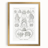 Modern Wall Art Print - Spyroidea by Ernst Haeckel - Scientific Art Decor