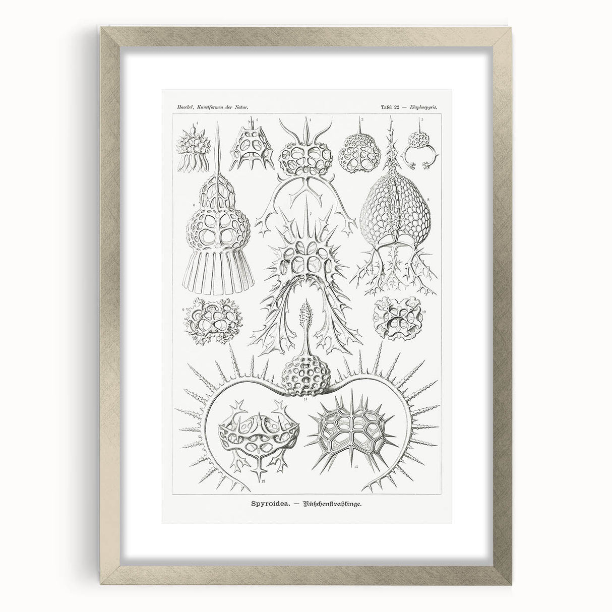 Modern Wall Art Print - Spyroidea by Ernst Haeckel - Scientific Art Decor