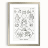 Modern Wall Art Print - Spyroidea by Ernst Haeckel - Scientific Art Decor