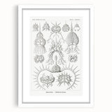 Modern Wall Art Print - Spyroidea by Ernst Haeckel - Scientific Art Decor