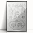 Modern Wall Art Print - Spyroidea by Ernst Haeckel - Scientific Art Decor