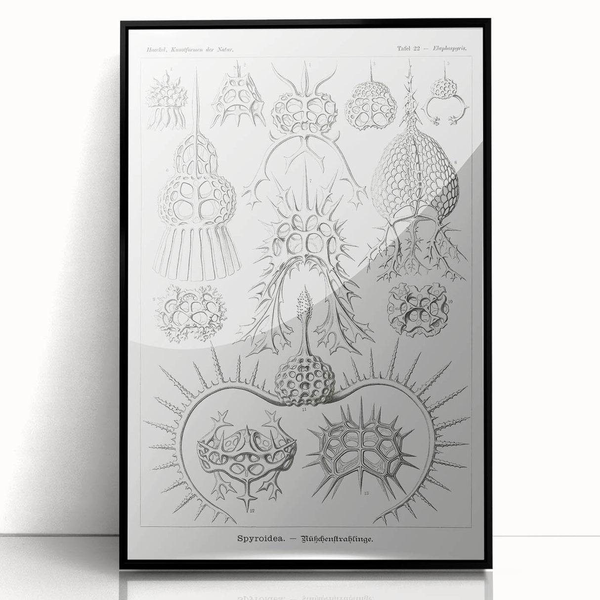 Modern Wall Art Print - Spyroidea by Ernst Haeckel - Scientific Art Decor