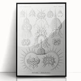 Modern Wall Art Print - Spyroidea by Ernst Haeckel - Scientific Art Decor