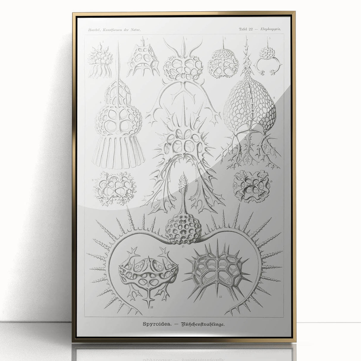 Modern Wall Art Print - Spyroidea by Ernst Haeckel - Scientific Art Decor