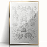 Modern Wall Art Print - Spyroidea by Ernst Haeckel - Scientific Art Decor